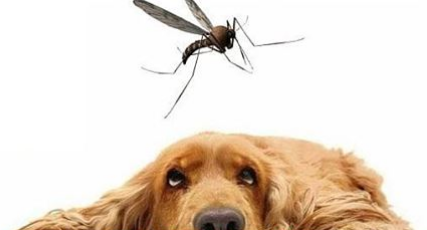 ¿Cómo proteger a tu perro de los mosquitos?